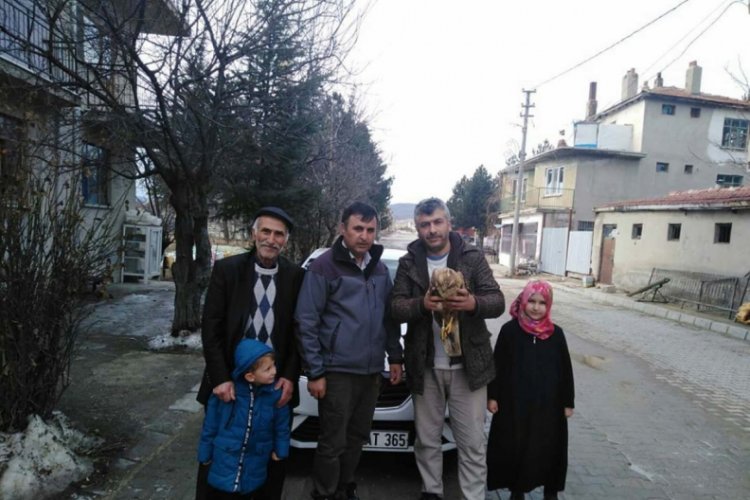 Yaralı kızıl şahin tedavi altına alandı