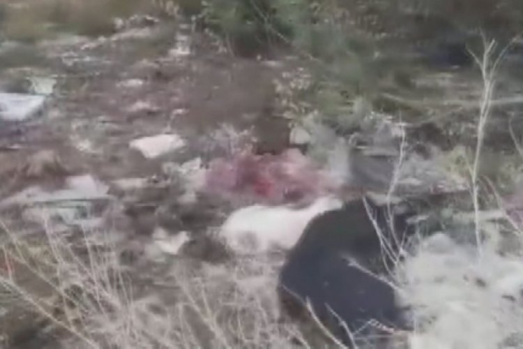 &Ccedil;&ouml;pl&uuml;kte 21 k&ouml;pek &ouml;l&uuml; bulundu