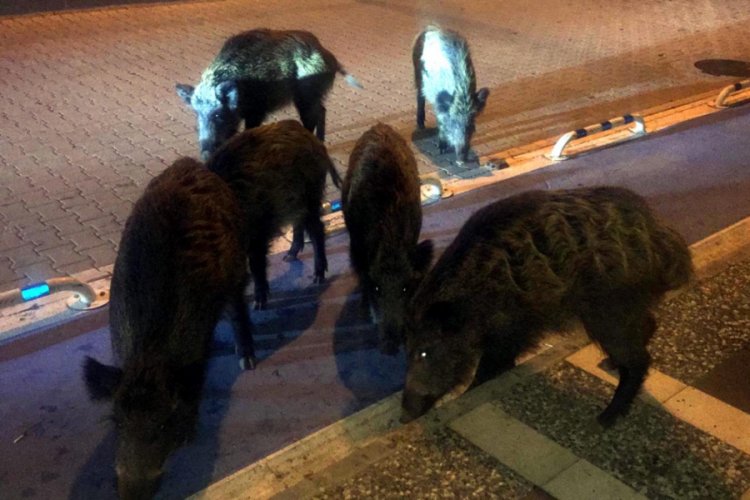Şehir merkezine inen domuzları beslediler