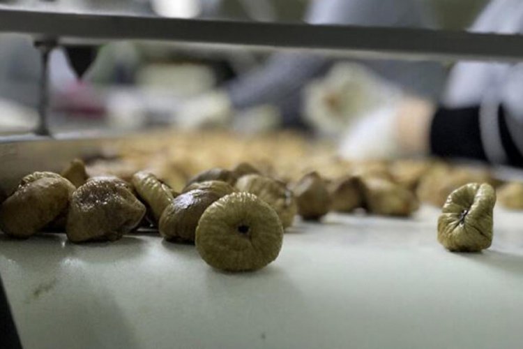 Kuru incir ihracatı 137,5 milyon dolara ulaştı