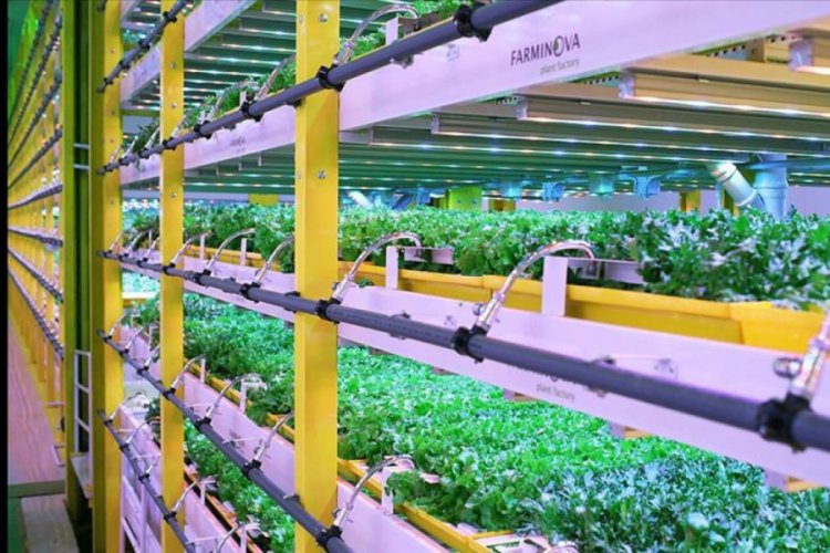 Bitki fabrikalarıyla tarım &uuml;r&uuml;n fiyatları istikrar kazanacak