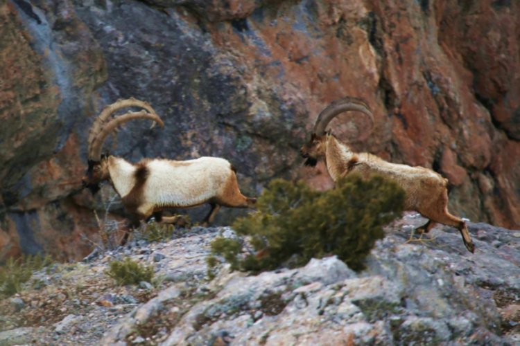 Ka&ccedil;ak yaban ke&ccedil;isi avına 79 bin lira ceza
