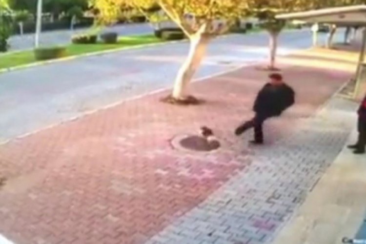 Kedileri tekmeleyen ş&uuml;pheli serbest bırakıldı