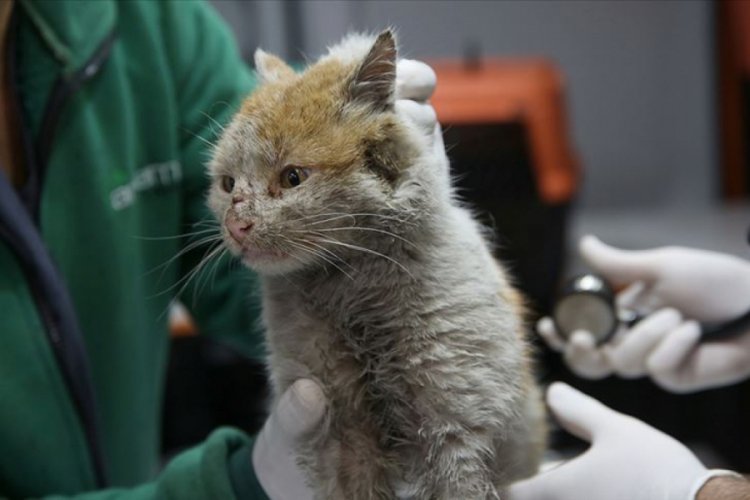 Enkaz altından &ccedil;ıkarılan kedi 'Toros'a belediyede bakılıyor