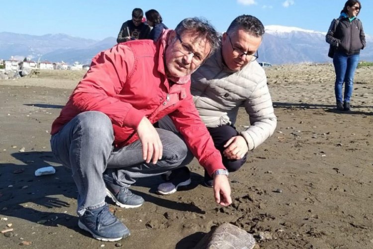 Nesli tehlike altındaki yeşil kaplumbağa &ouml;l&uuml;s&uuml;, kıyıya vurdu