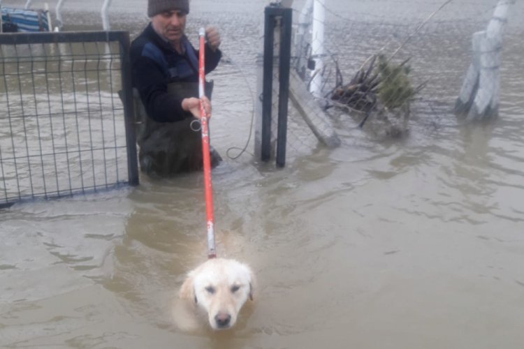 Sel sularında mahsur kalan k&ouml;pek kurtarıldı
