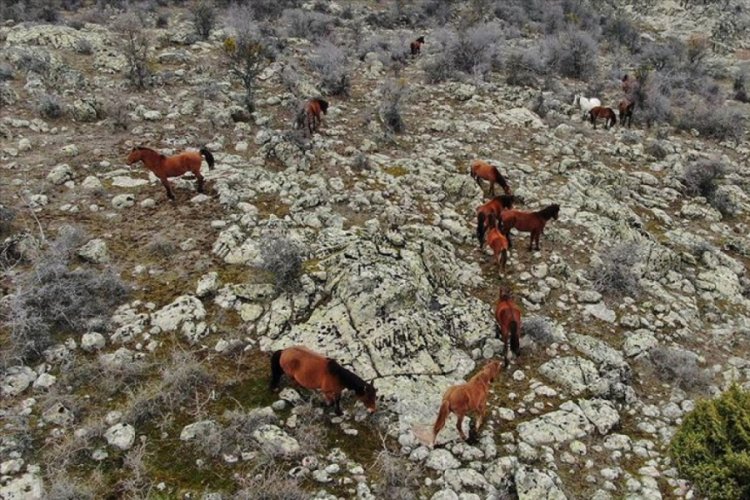 Murat Dağı'ndaki yılkı atlarının sayısı artıyor