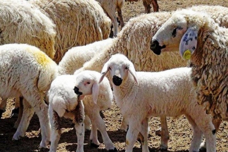 Ağız s&uuml;t&uuml;n&uuml;n yeterli verilmemesi kuzuları &ouml;ld&uuml;r&uuml;yor