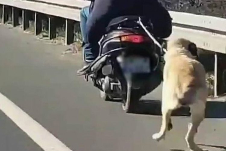 Motosikletle s&uuml;r&uuml;klenen k&ouml;pek &ouml;lmek &uuml;zereyken bulundu