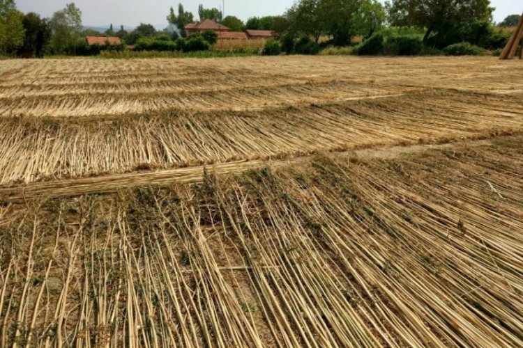 Kenevir &uuml;retimi izni i&ccedil;in son g&uuml;n 1 Nisan