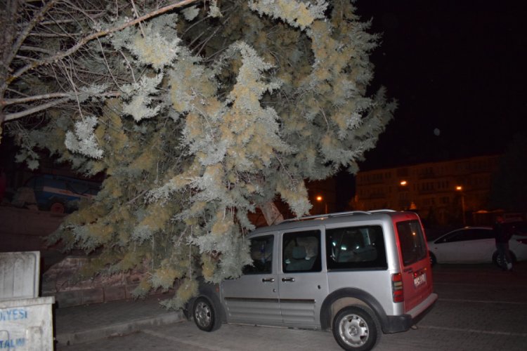 Şiddetli fırtına ağacı k&ouml;k&uuml;nden s&ouml;kt&uuml;
