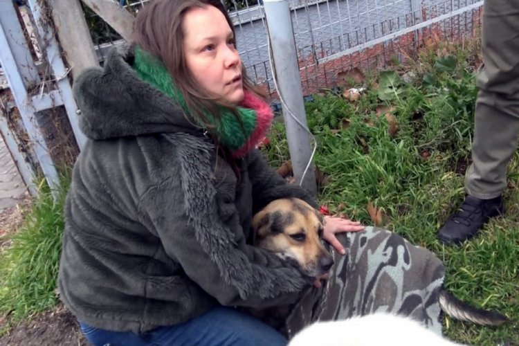 Yaralı k&ouml;peğin acısını dindirmek i&ccedil;in &ccedil;ırpındı