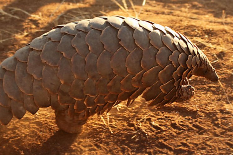'Coronavir&uuml;s&uuml; pangolinden bulaşmış olabilir' iddiası