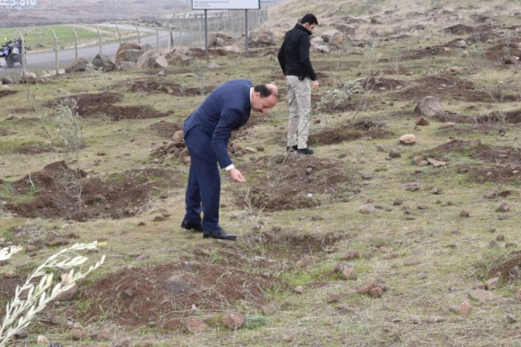 Vali Erin, fidan dikilen alanlarda inceleme yaptı