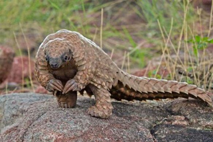 Pangolin nedir?
