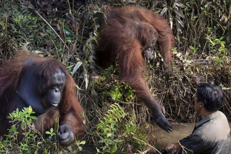 Orangutan, nehirde &ccedil;alışan g&ouml;revliye yardım eli uzattı