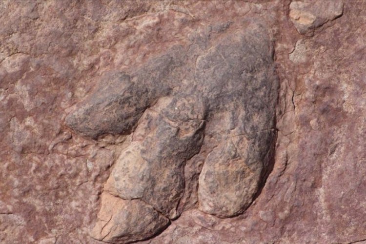 11 milyon yıllık '&ouml;l&uuml;m meleği' fosili bulundu