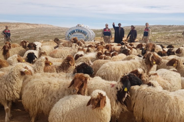 K&uuml;&ccedil;&uuml;kbaş hayvan hırsızlığına 2 tutuklama