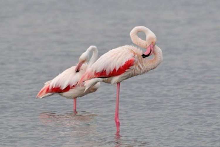 13 flamingo soğuktan &ouml;ld&uuml;