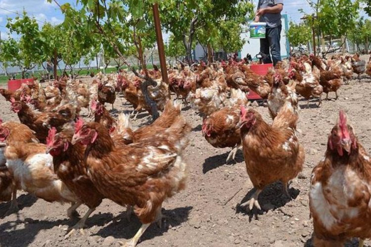 K&uuml;mes Hayvancılığı &Uuml;retimi a&ccedil;ıklandı