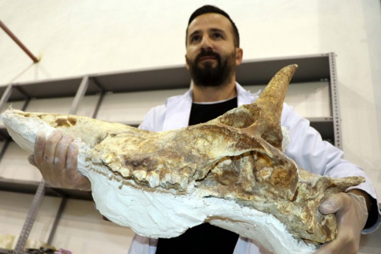 Kazıda bulunan 7,5 milyon yıllık z&uuml;rafa kafatası temizleniyor
