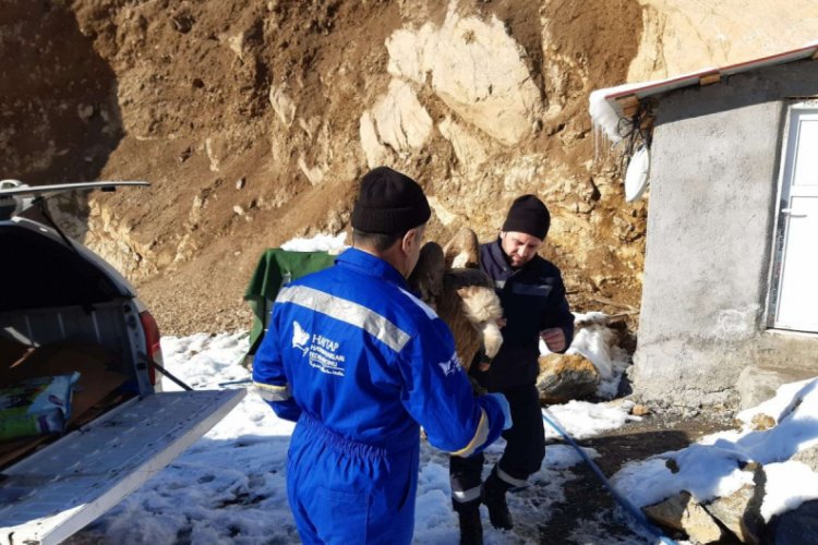 Hakkari'de yaralı akbaba tedavi altına alındı