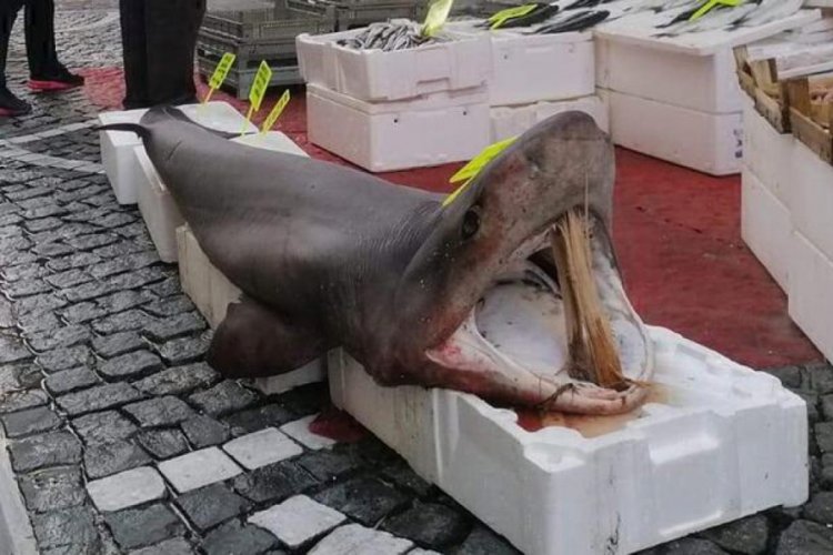 Marmara'da 150 kiloluk balık yakalandı!