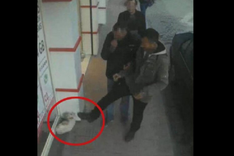 Ekipler kaldırımdaki kediye tekme atan kişi aranıyor