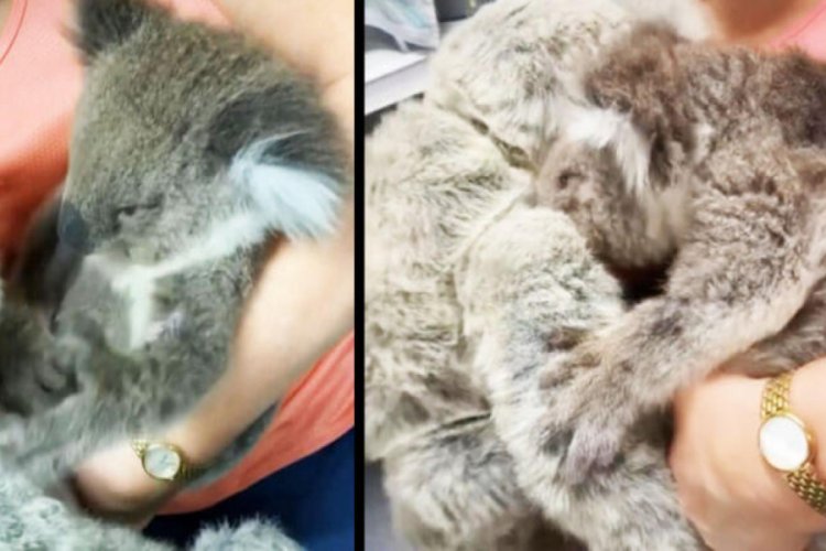 &Ouml;ks&uuml;z koala, oyuncak ayıyı annesi zannetti