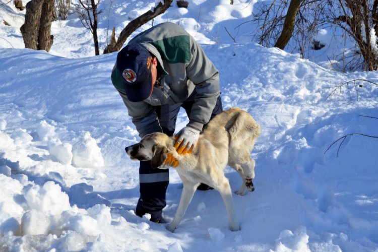 Belediye ayağı kırılan k&ouml;peğe sahip &ccedil;ıktı