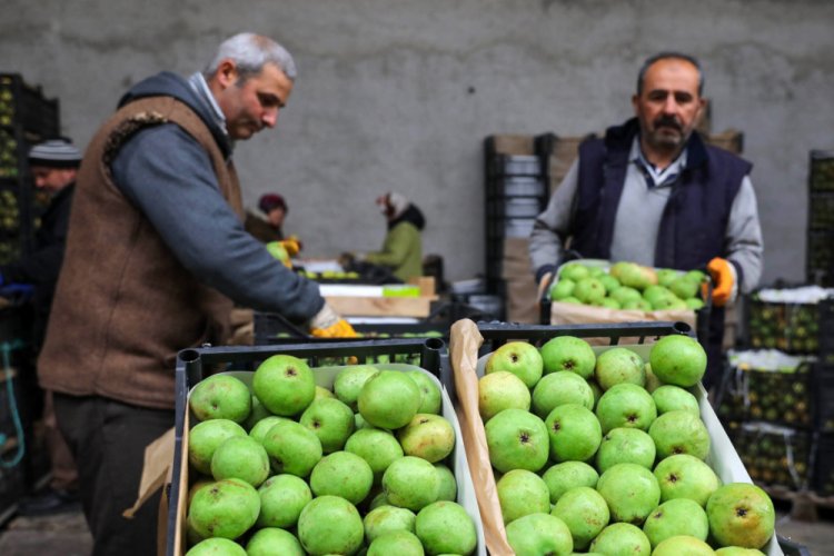 &Uuml;reticiden itiraf: Karyağdı armudunun tadını bozduk
