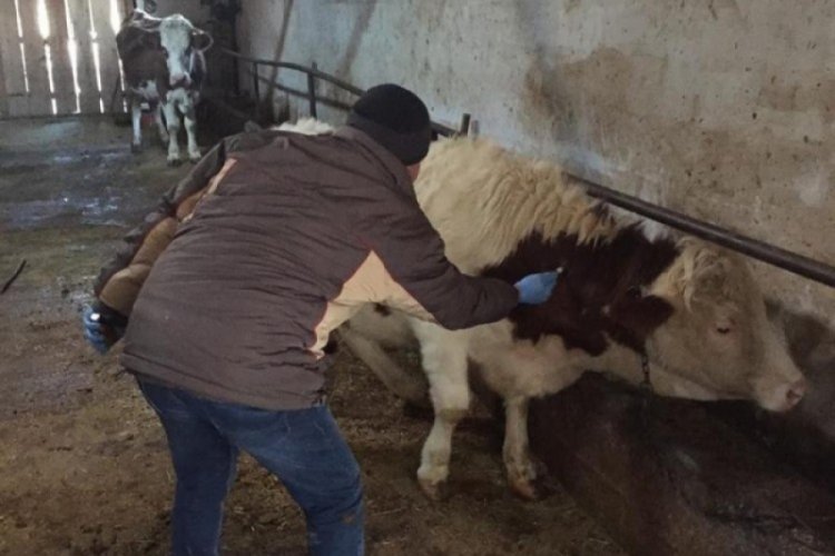 Iğdır'da şap hastalığına karşı aşılama yapılıyor