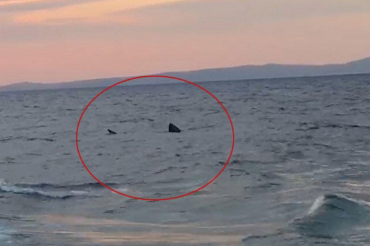 Saros K&ouml;rfezi'nde '7 metrelik' k&ouml;pek balığı heyecanı