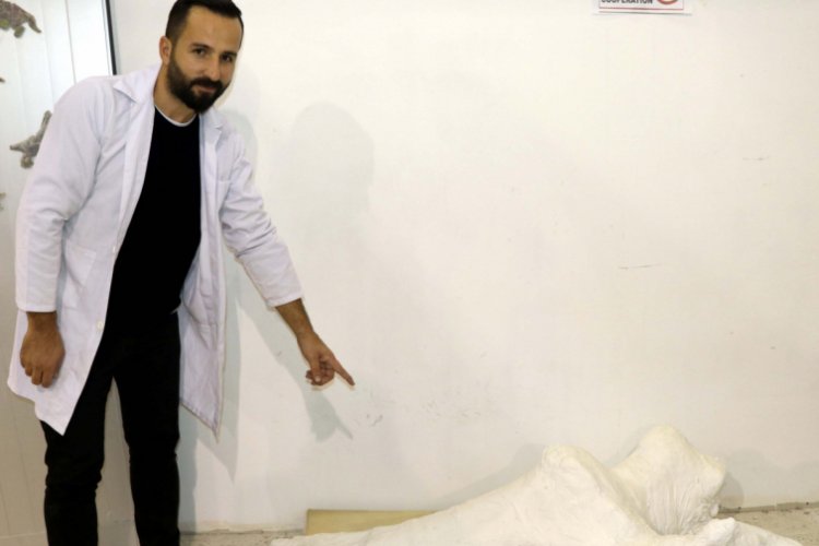 Veterinerin bulduğu 7,5 milyon yıllık fosil, file ait &ccedil;ıktı