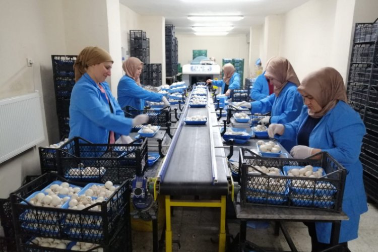 Ayda 100 ton mantar &uuml;retiyorlar