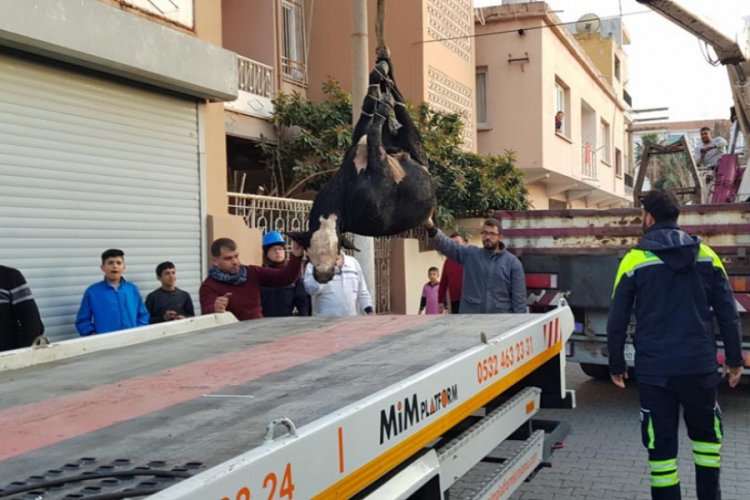 TIR'dan atlayıp ka&ccedil;an angus, il&ccedil;eyi birbirine kattı