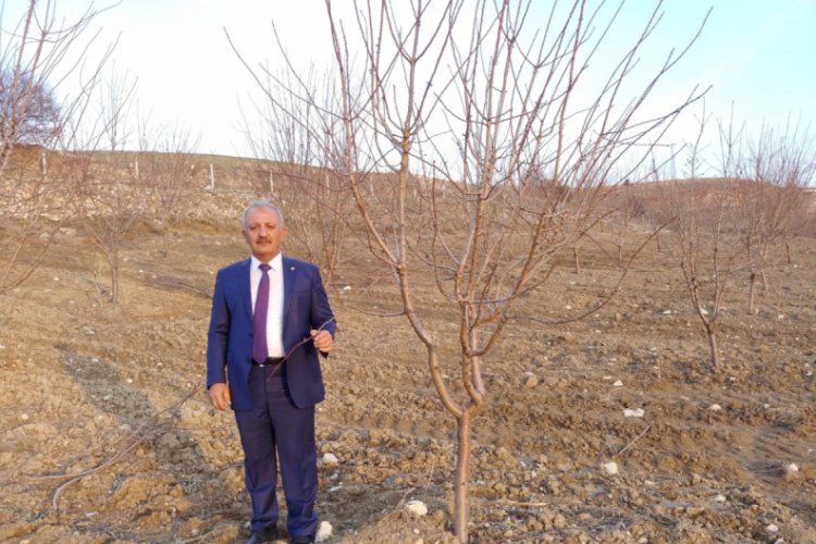 "Adıyaman'da 150 bin badem ağacı kurudu"