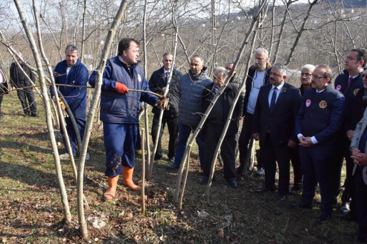 Fındıkta verimi ve kaliteyi arttırmak i&ccedil;in proje hazırlandı