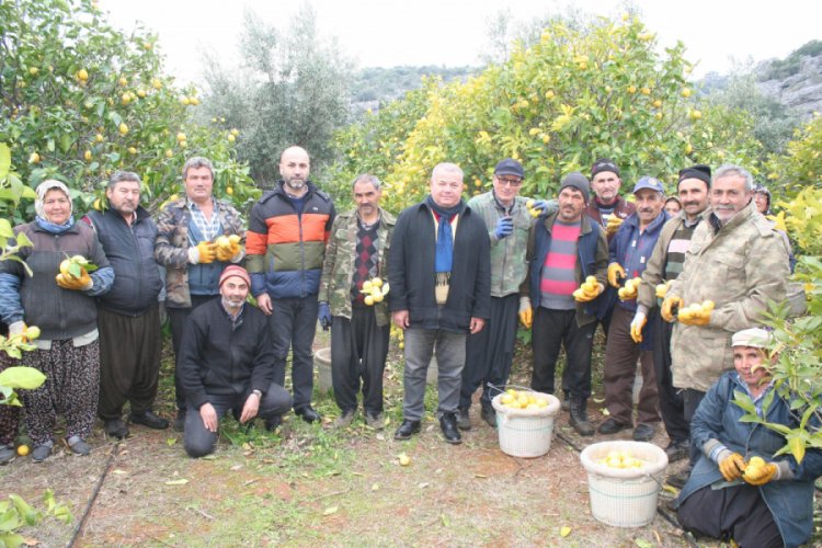 Limon dalında 4 liraya y&uuml;kseldi