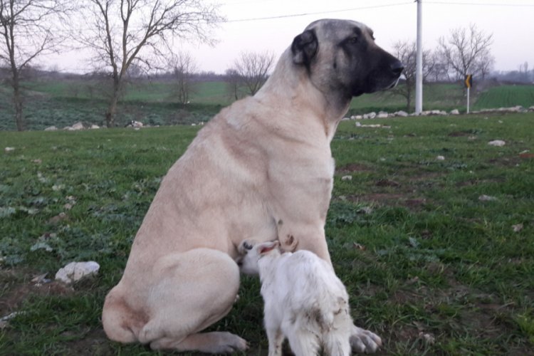 Bursa'da annesi &ouml;len ke&ccedil;iye k&ouml;pek sahip &ccedil;ıktı, her g&uuml;n emziriyor