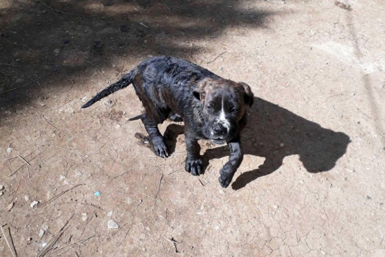 Foseptiğe d&uuml;şen yavru k&ouml;peği itfaiye kurtardı