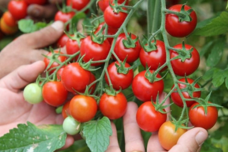 &Ccedil;eri domatesin fiyatı el yakıyor