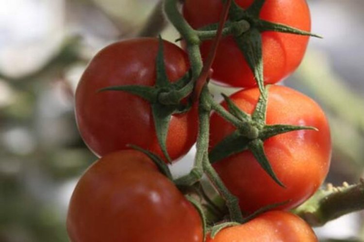 Rusya, domates ithalat kotasını artırdı