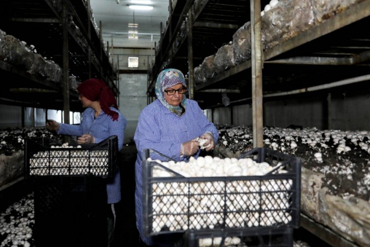 T&uuml;rkiye'nin mantar merkezinde fiyat rahatsızlığı