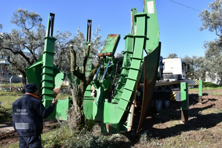 Bursa Gemlik'te belediyeden ağa&ccedil; hassasiyeti