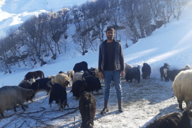 Saman fiyatları arttı, besici zor durumda kaldı