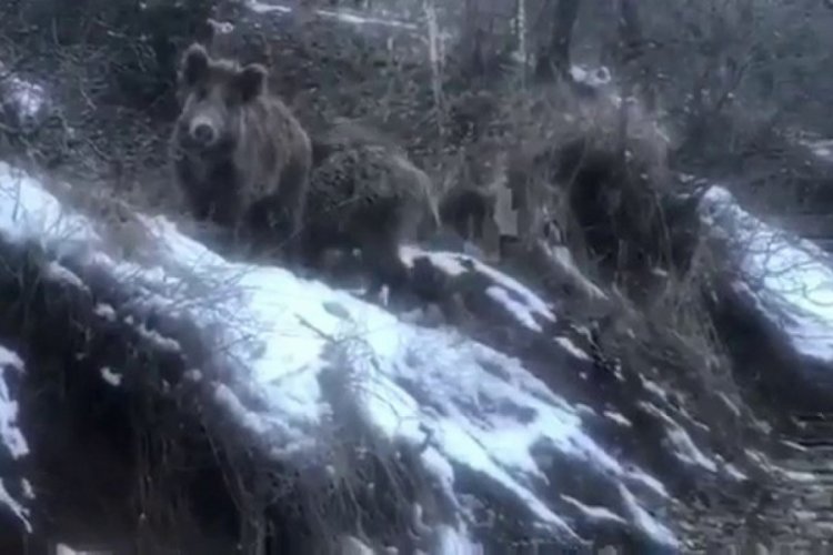 A&ccedil; kalan yaban domuzları k&ouml;ye indi