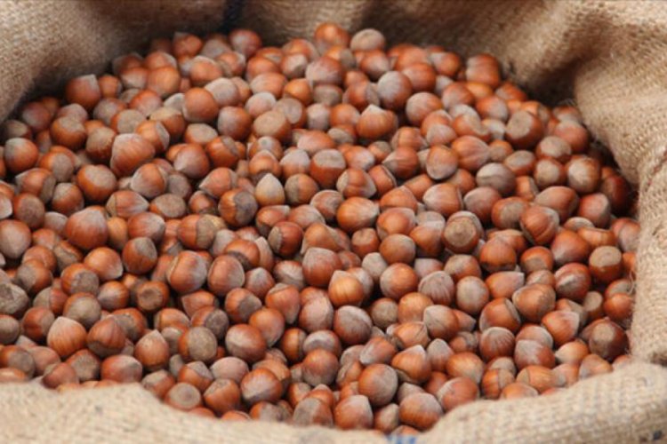 TMO, "Giresun kalite" fındık i&ccedil;in yetki belgesi aldı