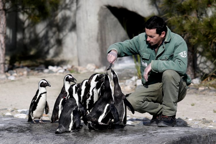 Bursa'da penguenler yumurtlamaya başladı