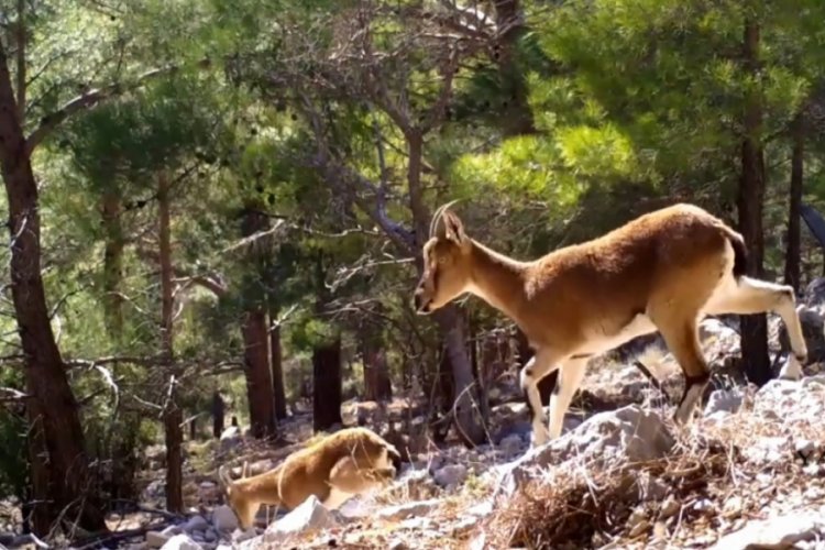 Antalya'nın yaban hayatı fotokapanda